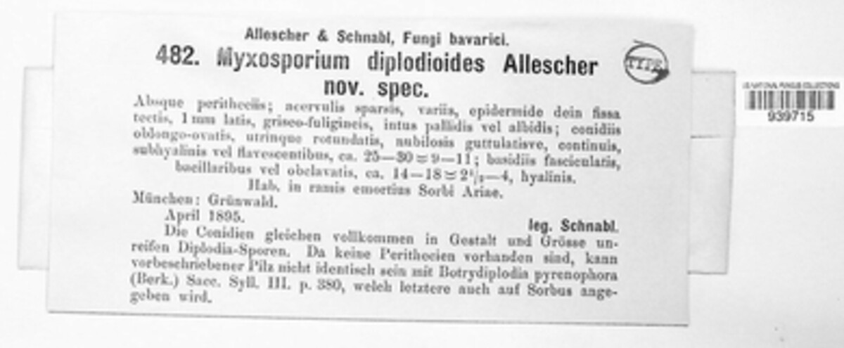 Cryptosporiopsis diplodioides image
